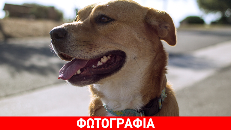 Ν. Ιωνία: Έκκληση του δημάρχου να εντοπιστούν οι ασυνείδητοι που έριξαν φόλες σε αδέσποτα