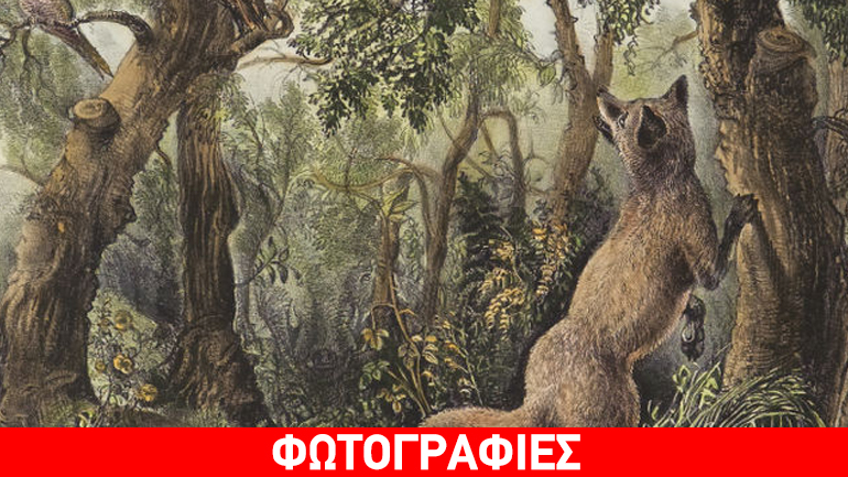 Μπορείτε να βρείτε 16 ζώα και πρόσωπα που κρύβονται σε αυτήν την εικόνα;