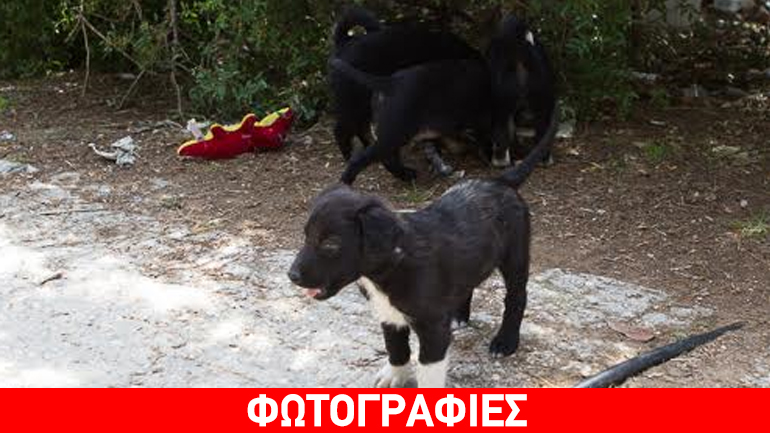 Χαριτωμένα κουταβάκια ζητούν την αγάπη σας