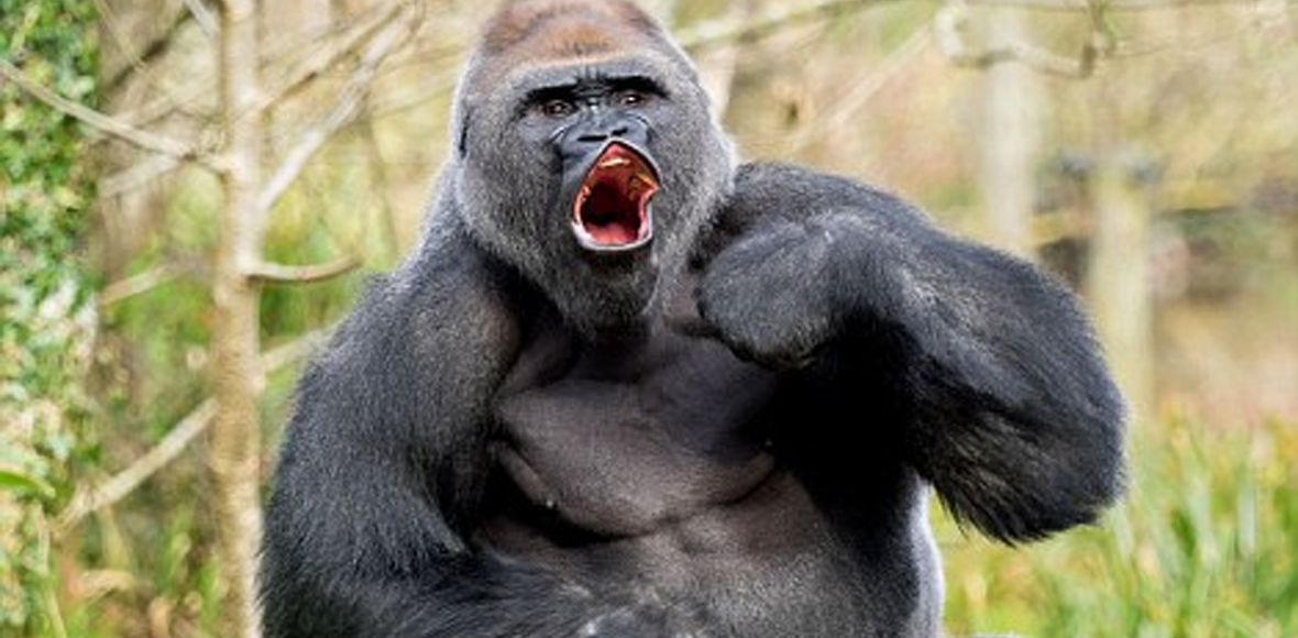 O Μacho εξαγριώθηκε…