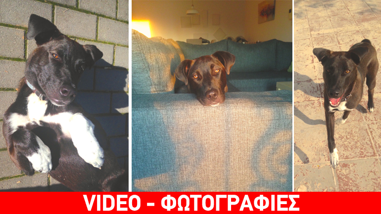 Χαρίζεται ο σκυλάκος «Ekems»