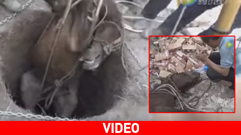 Κίνα: Δραματική διάσωση αλόγου που παγιδεύτηκε σε πηγάδι