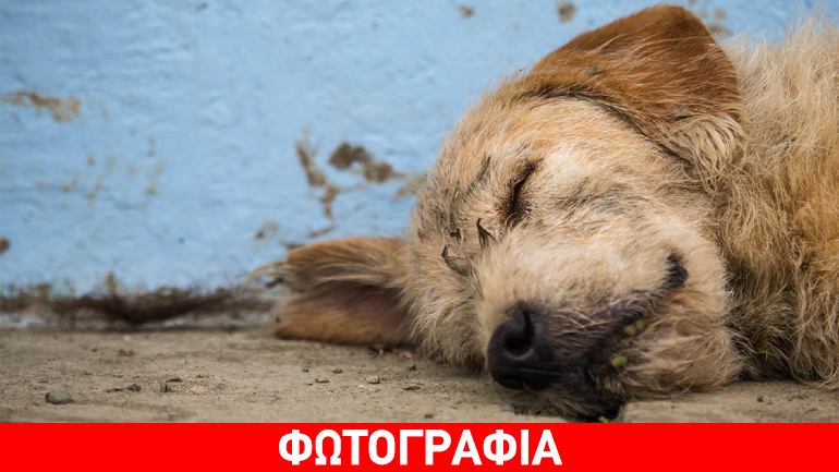 Φλώρινα: Μαζικές δηλητηριάσεις αδέσποτων ζώων στο Αμύνταιο