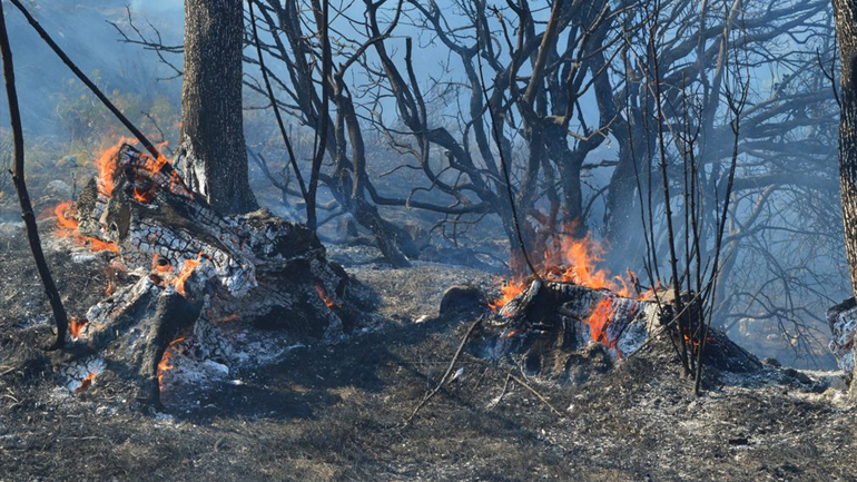 Στάχτη έγιναν 100 στρέμματα δάσους και καλλιεργειών στις Αμάδες Χίου