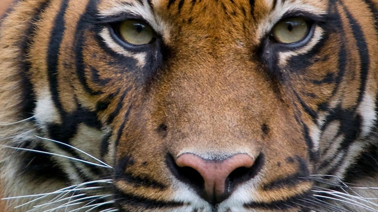 Για πρώτη φορά ο πληθυσμός των τίγρεων δείχνει να αυξάνεται