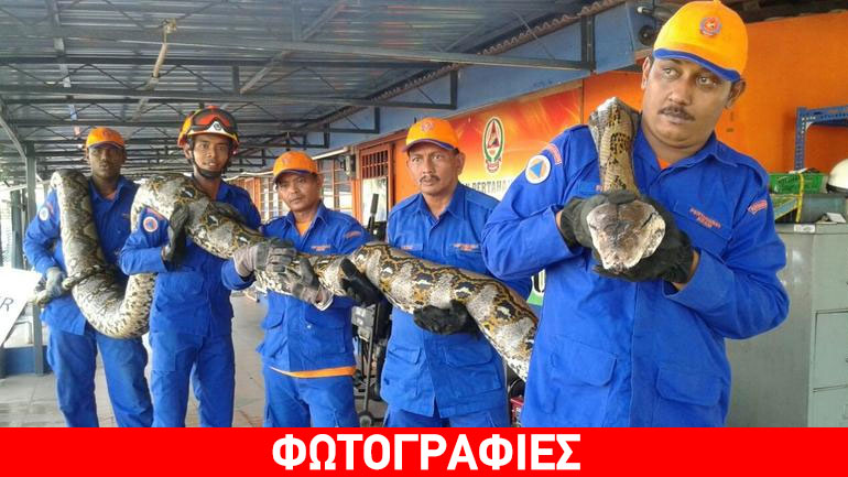 Μαλαισία: Έπιασαν πύθωνα 8 μέτρων και 250 κιλών!