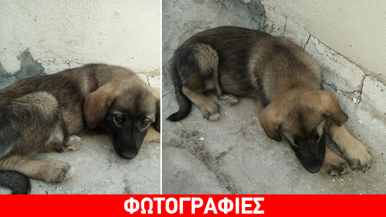 O κουταβούλης Σεργκέι ζητεί μια δεύτερη ευκαιρία…