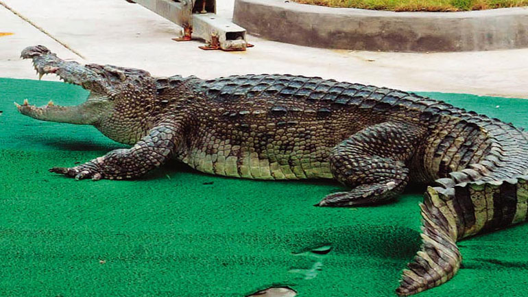 Δέσμευση κατεψυγμένων κρεάτων κροκόδειλου και πύθωνα στου Ρέντη