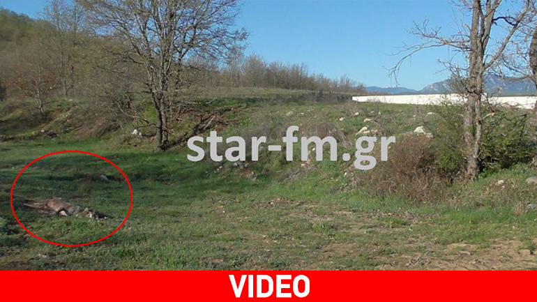Νεκρή λύκαινα έξω από την πόλη των Γρεβενών