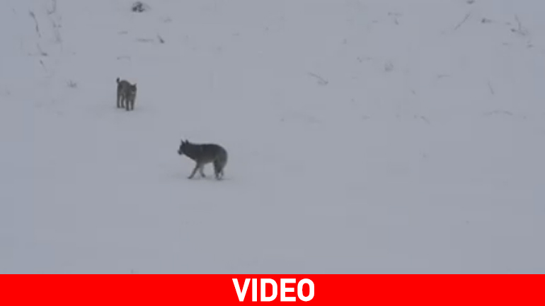 Όταν ο λύκος συνάντησε το λύγκα…