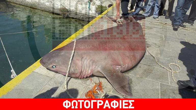 Καρχαρίας 500 κιλών πιάστηκε στα δίχτυα αλιέα στη Λήμνο