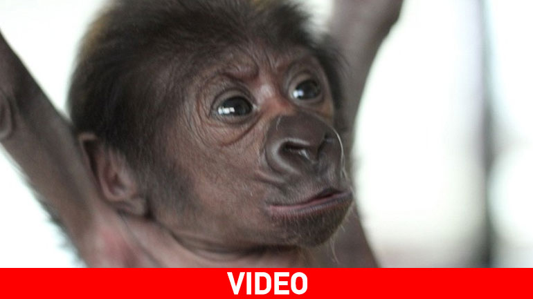Χαμός στα social media με το γοριλάκι-μπαλαρίνα