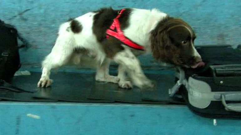 Λαγωνικά από τα λίγα: Οι αστυνομικοί σκύλοι στο Μάντσεστερ μυρίζουν το τυρί και τα λουκάνικα αλλά όχι τα ναρκωτικά