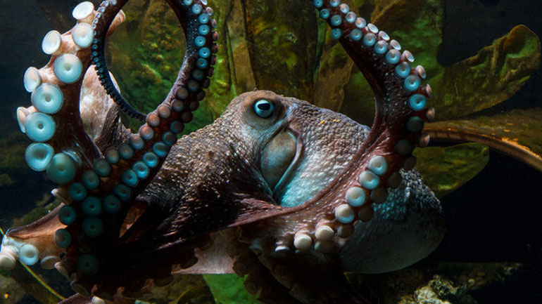Κινηματογραφική απόδραση χταποδιού από ενυδρείο της Νέας Ζηλανδίας