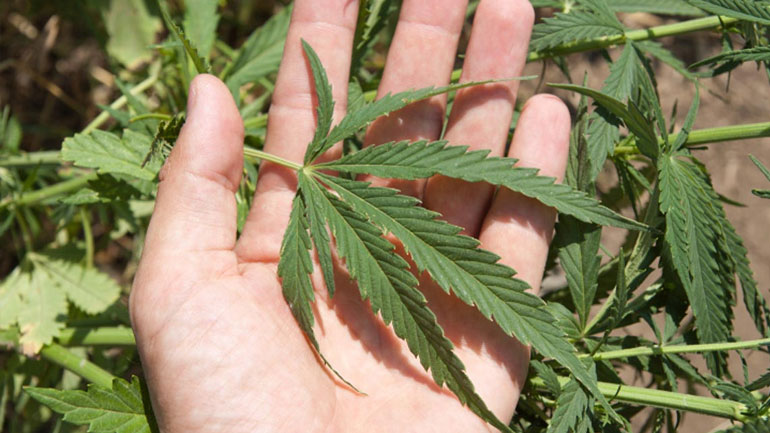 Κρήτη: Τα δενδρύλλια τον έστειλαν… κρατητήριο