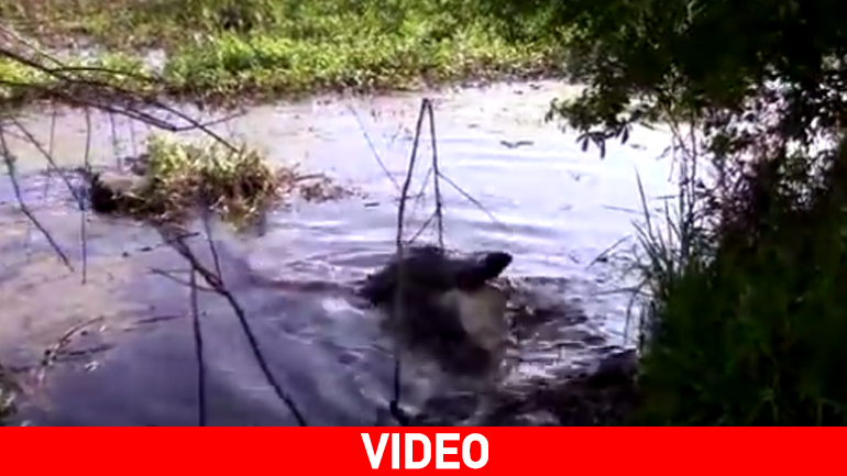 Αλιγάτορας τρώει… αλιγάτορα