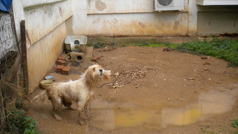 Χίος: Δικογραφία σε βάρος 50χρονου για κακοποίηση σκύλου