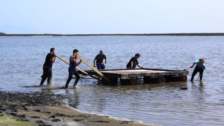 Επισκευάστηκε η πλατφόρμα αναπαραγωγής γλαρονιών στη λιμνοθάλασσα Νέας Κεσσάνης