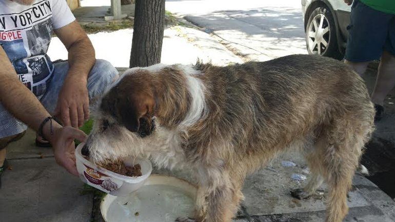 Βριλήσσια: Μήπως τον χάσατε…;