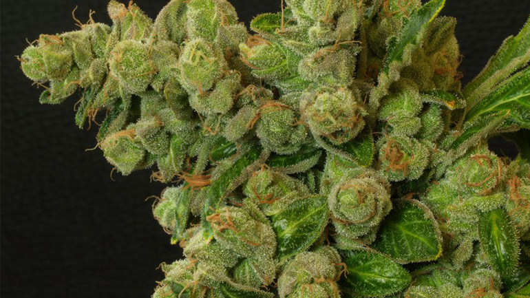 Ιωάννινα: Τα ναρκωτικά και η κάνναβη έφεραν χειροπέδες