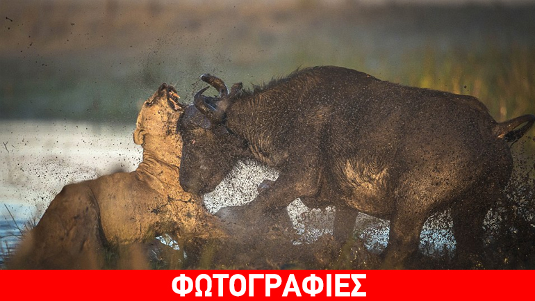 Εικόνες που κόβουν την ανάσα: Βουβάλι τα βάζει με δύο λιοντάρια και νικά