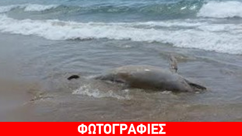 Νεκρό δελφίνι εκβράστηκε σε παραλία των Χανίων