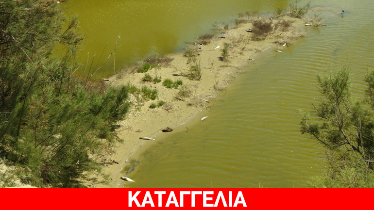 Γέμισε νεκρά ψάρια η Αλυκή Νάξου