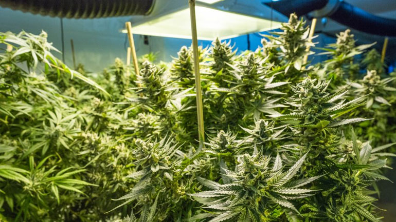 Ημαθία: Σύλληψη ατόμου για καλλιέργεια κάνναβης