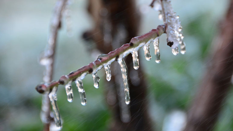 Οργανώνονται για τον παγετό του περασμένου Μαρτίου οι αγρότες του Τυρνάβου