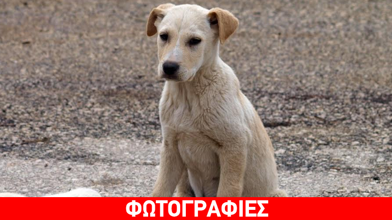 Τσίγκος, ο ντροπαλός – Χαρίστε του μια μόνιμη αγκαλιά!