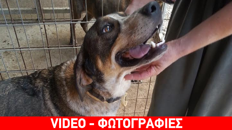 O Ηλίας είναι ένας σκυλάκος… διαμάντι!