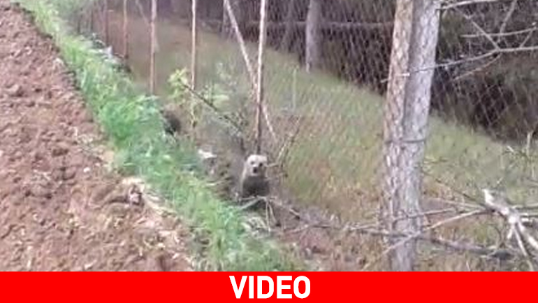 Αρκούδα με τα τρία μικρά της εμφανίστηκαν στα Γρεβενά Αρκούδα με τα τρία μικρά της εμφανίστηκαν στα Γρεβενά