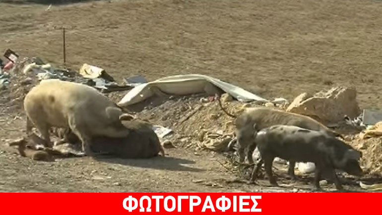 Αλεξανδρούπολη: Γουρούνια τρώνε σκουπίδια σε χωματερή!