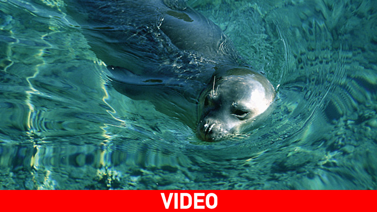 Δύο φώκιες μονάχους μονάχους εμφανίστηκαν σε παραλία της Πάφου