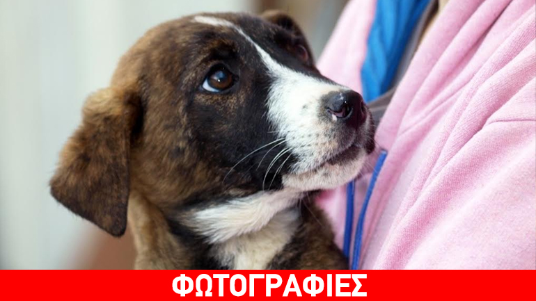 Υιοθετήστε την Κάρυ