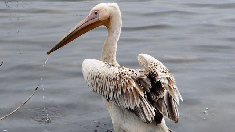 Ο ροδοπελεκάνος Ρόδη συνεχίζει το ταξίδι του Ο ροδοπελεκάνος Ρόδη συνεχίζει το ταξίδι του