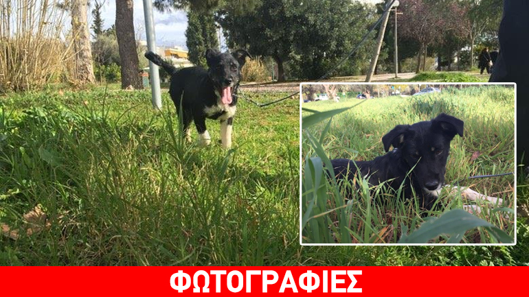 Υιοθετήστε την Άστρα