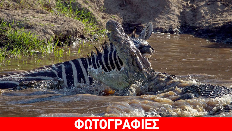 Ζέβρα δάγκωσε… κροκόδειλο!