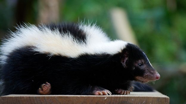 Κουνάβι άφησε χωρίς ρεύμα το CERN