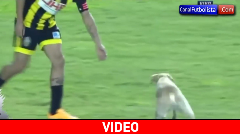 Παιχνιδιάρης σκύλος μπήκε στο γήπεδο και διέκοψε τον αγώνα..