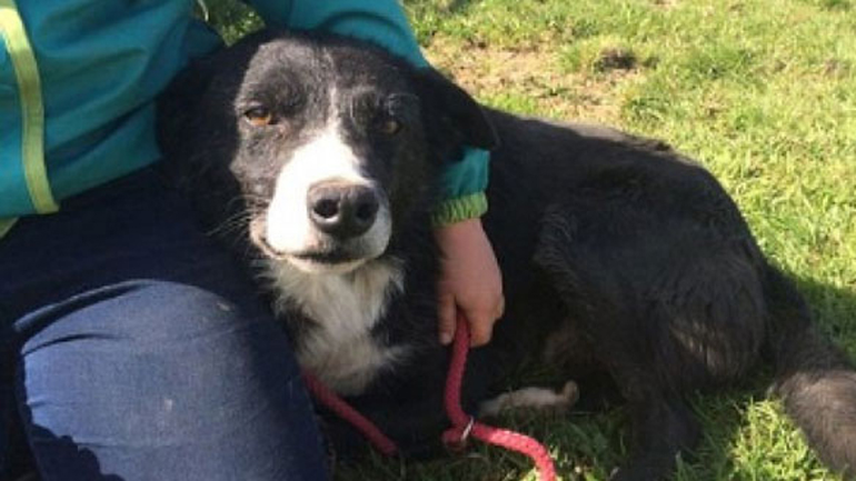 Σκύλος περπάτησε 380 χλμ. για να βρει το πρώην αφεντικό του!