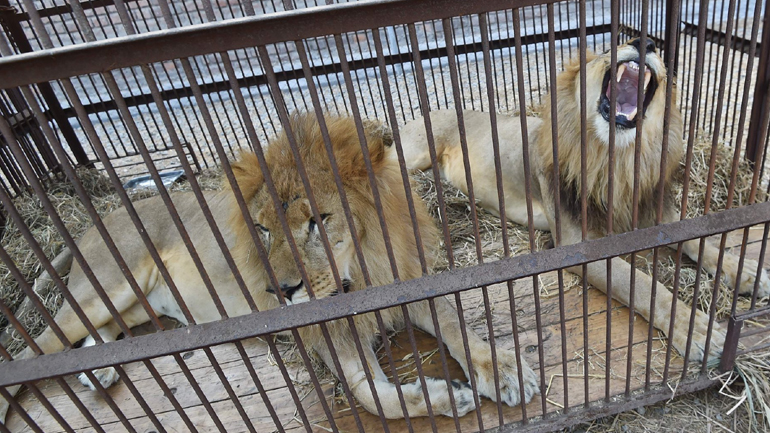 Σε φυσικό καταφύγιο 33 λιοντάρια που διασώθηκαν από περιφερόμενους θιάσους