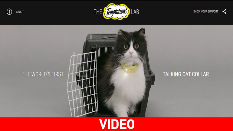 Κολάρο για γάτες που μεταφράζει τα νιάου σε ανθρώπινη ομιλία