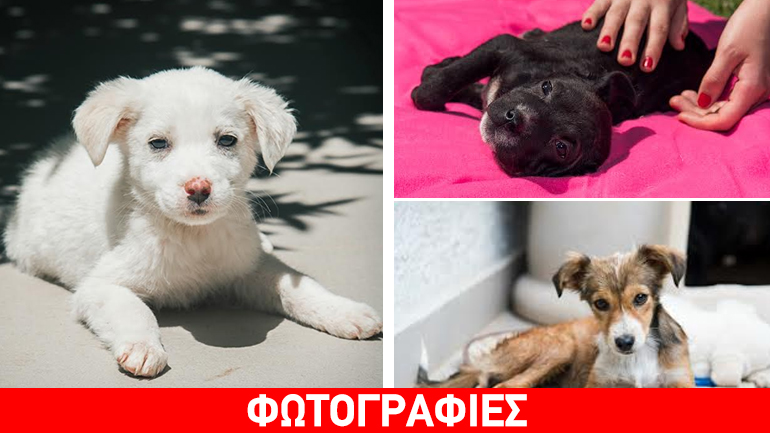 Τρία γλυκύτατα κουταβάκια αναζητούν οικογένεια