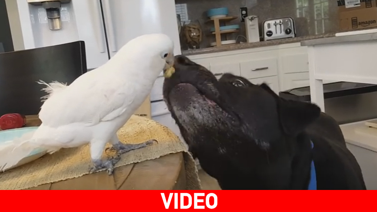 Παπαγάλος ταΐζει σκύλο