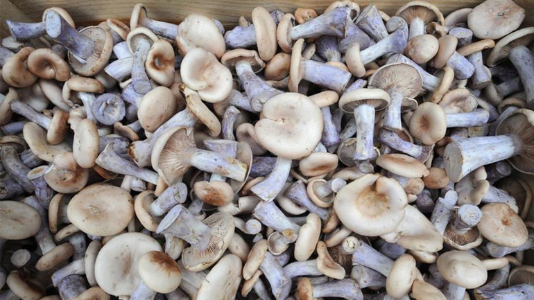 Καλλιεργούσαν παραισθησιογόνα μανιτάρια στη Χαλκιδική