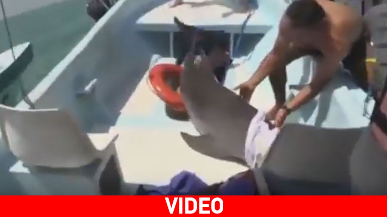 Δελφίνι προσγειώθηκε σε βάρκα!