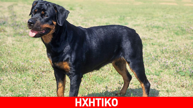 Σοκάρουν οι περιγραφές από μάρτυρες του μοιραίου με το 5χρονο και τα Ροτβάιλερ