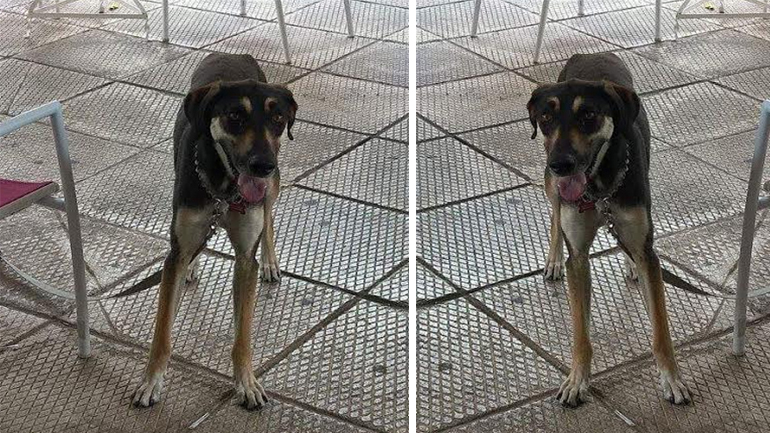 Δάφνη: Χάθηκε ο Αλφόνσο – Βοηθήστε να βρεθεί