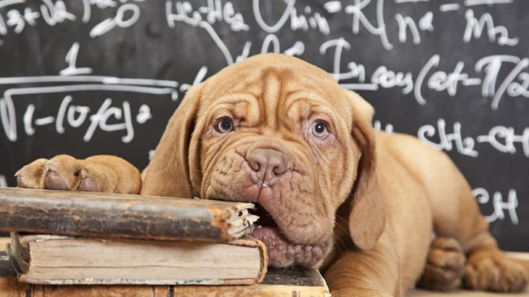 Τι πρέπει να κάνετε εάν σας επιτεθεί σκύλος